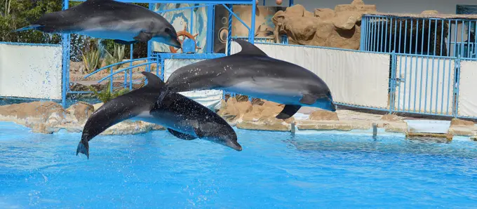 Dolphin World, Makadi