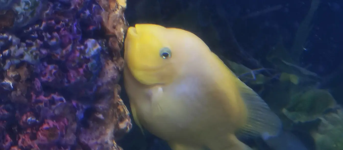 Hurghada Grand Aquarium, Hurghada