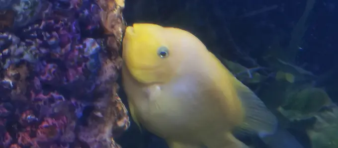 Hurghada Grand Aquarium, Hurghada