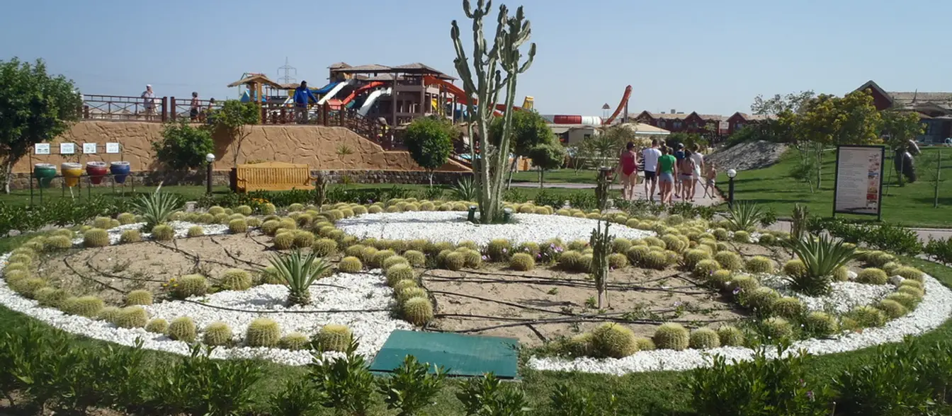 Jungle, Sahl Hasheesh