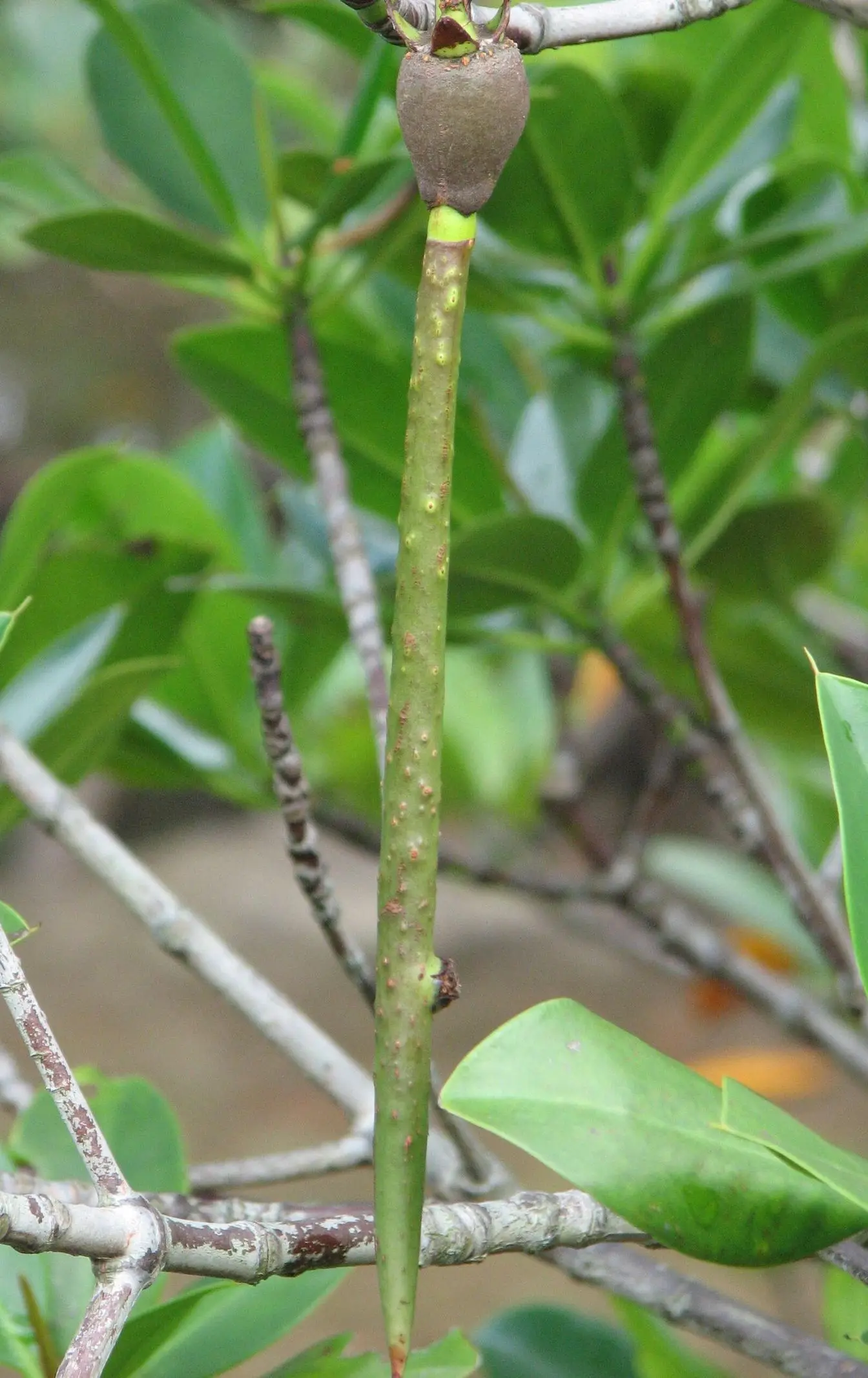 Propagules hanging from a Rhizophora mucronata mangrove — known in Egypt as qandal, one of the two mangrove species found on the country's coasts. Not a photograph of the Hurghada planting.
