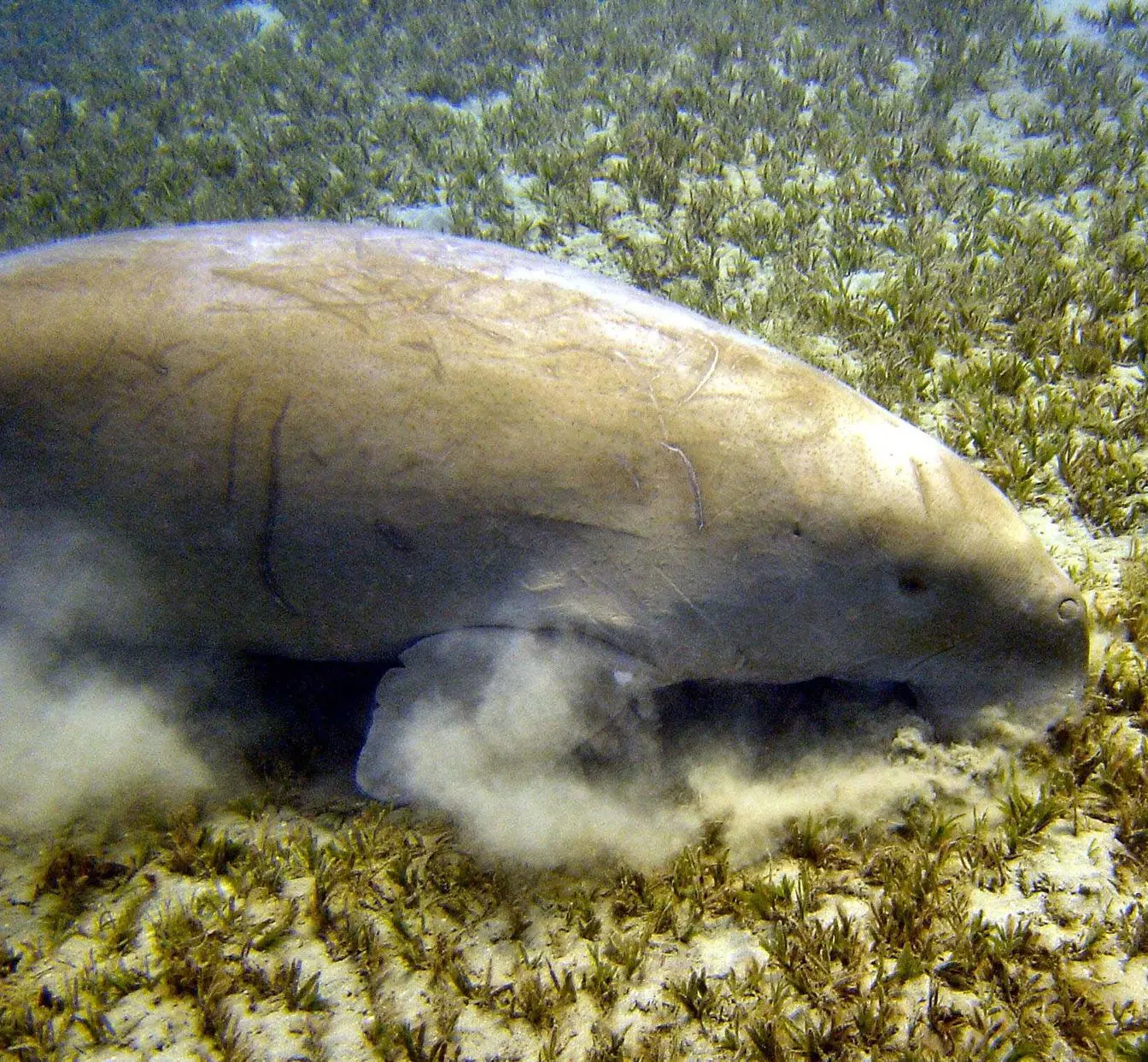 A dugong grazing on a seagrass meadow at Marsa Abu Dabbab on Egypt's Red Sea coast. File photo, not the animal seen off Marsa Alam this week.