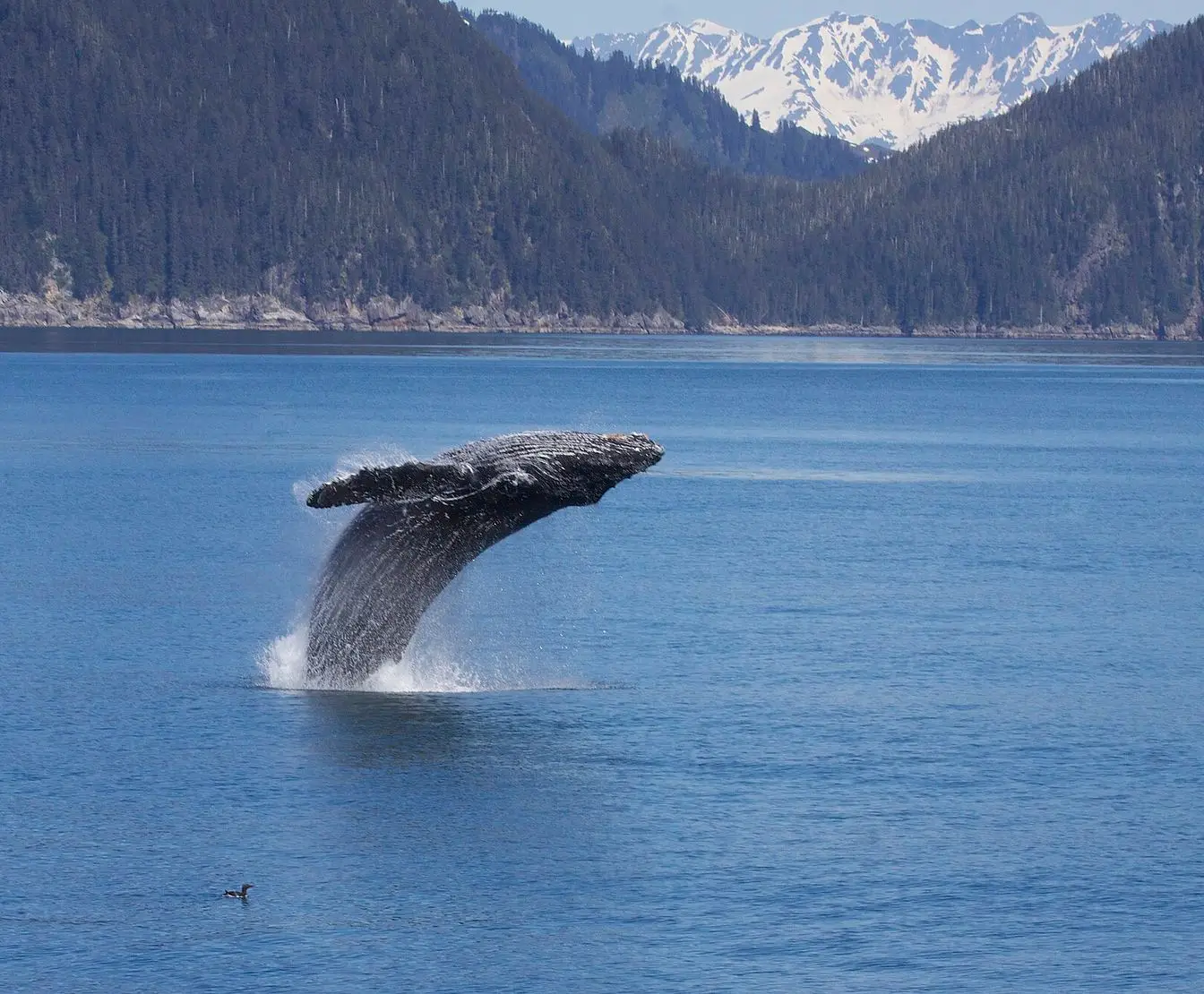 A humpback whale breaching clear of the water — a photograph of the species, not of the whale seen off Hurghada.
