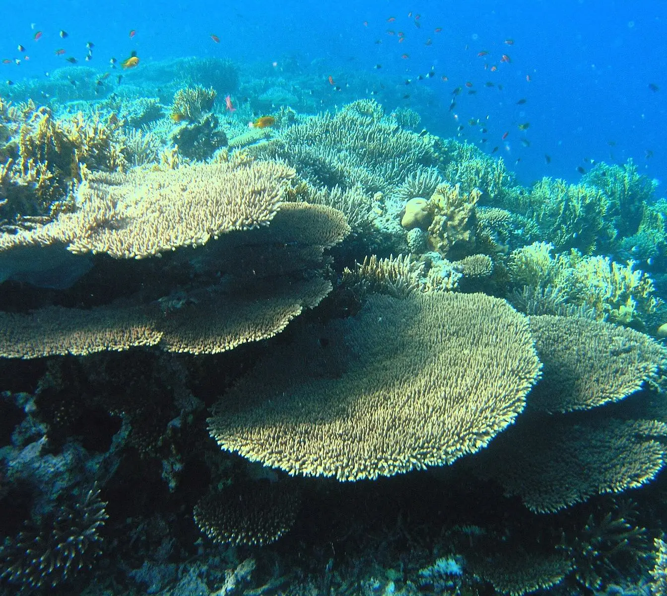 Hard and soft corals on a Red Sea reef — a general view of Red Sea reef life, not a photograph of Carlos Reef itself.
