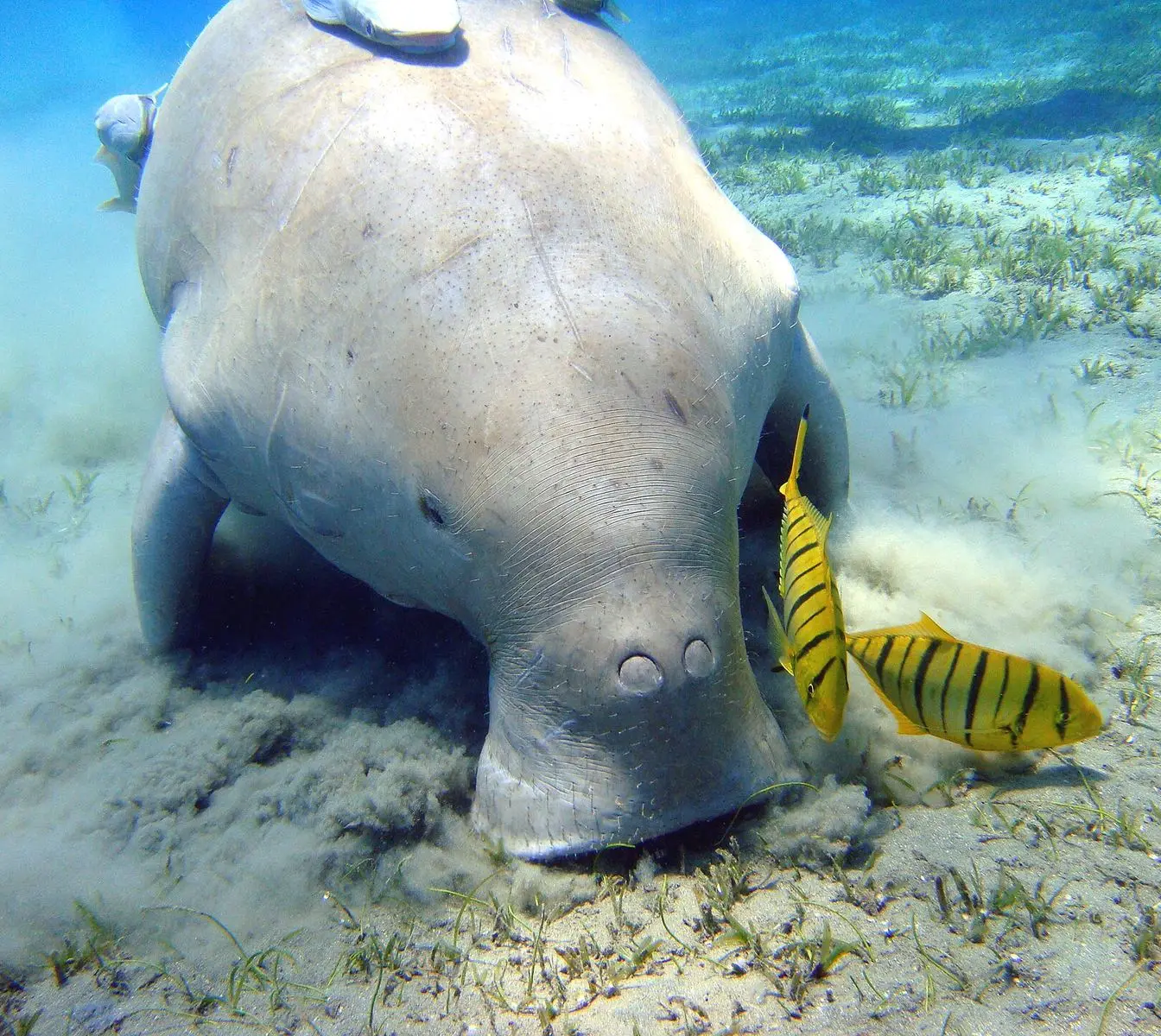 A dugong grazing in shallow water off Marsa Alam, photographed on an earlier occasion — not the animal filmed at Abu Dabbab Bay.