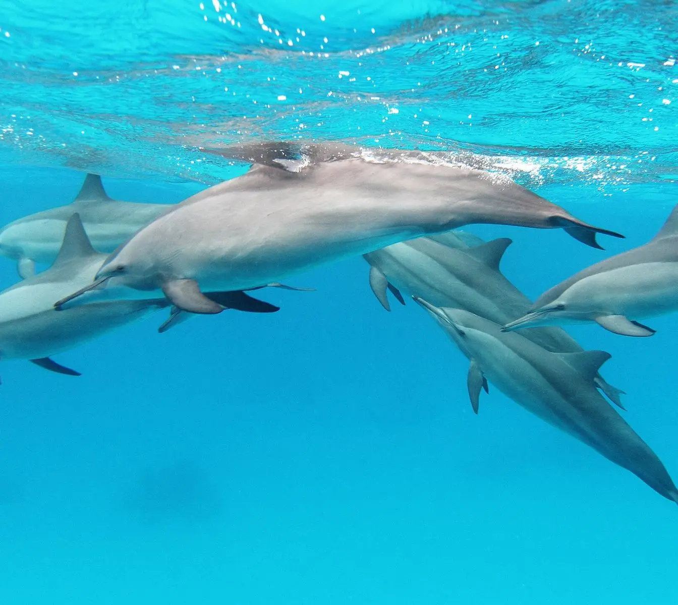A pod of spinner dolphins swimming in the Red Sea. File photo.