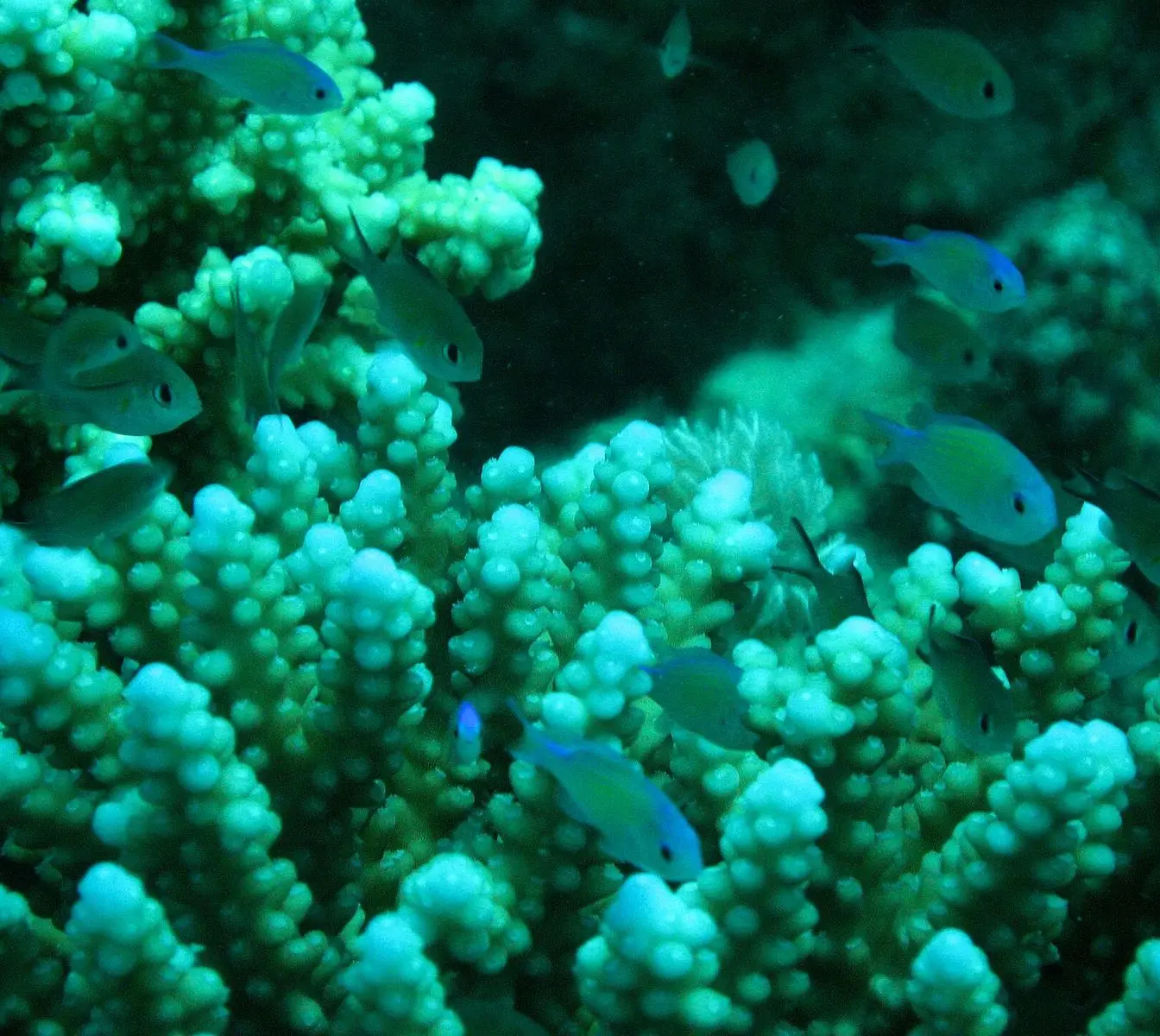 A coral reef in the Egyptian Red Sea photographed near Marsa Alam; this is a general reef view and not the Erg Somaya dive site