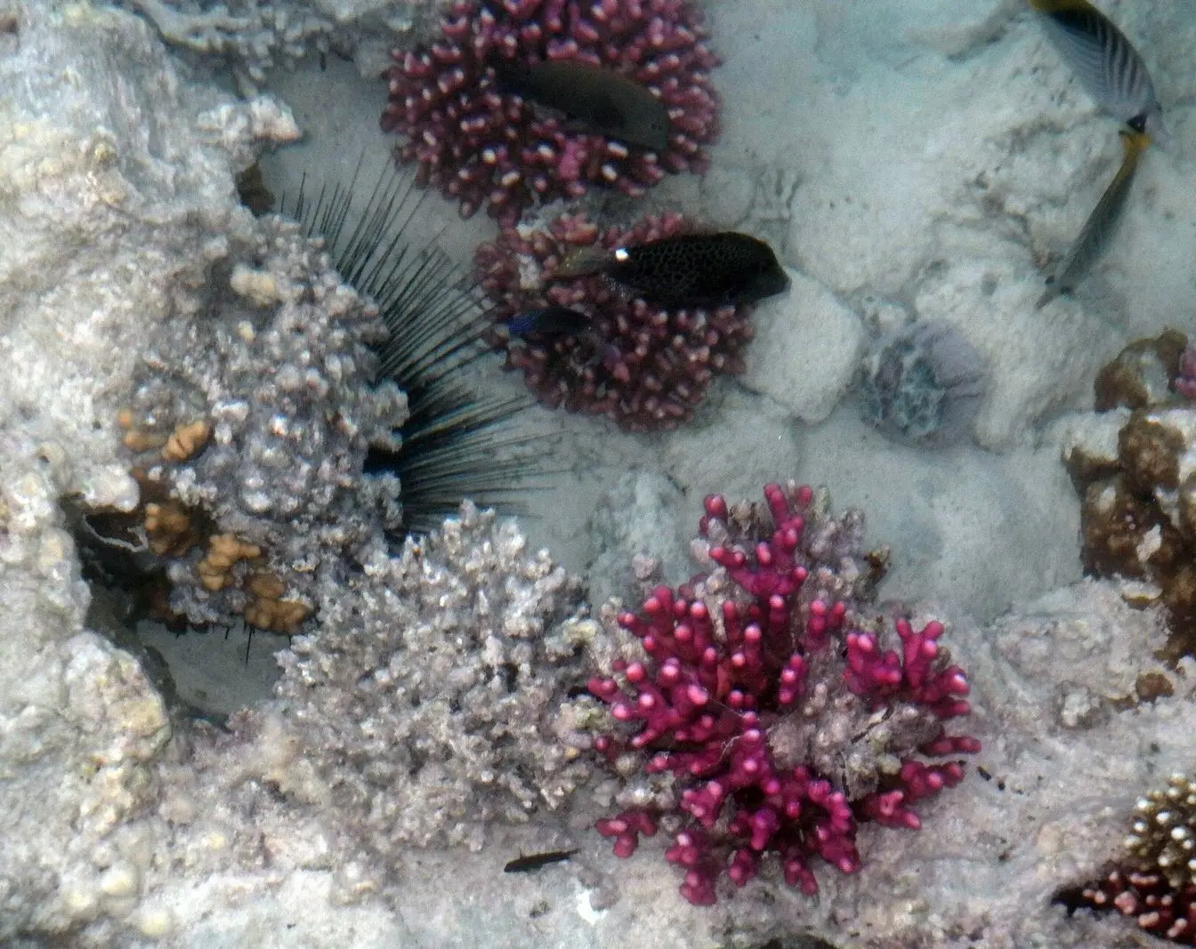 A coral reef in the sea off Hurghada, the kind of reef HEPCA's beach clean-up campaigns are aimed at protecting.