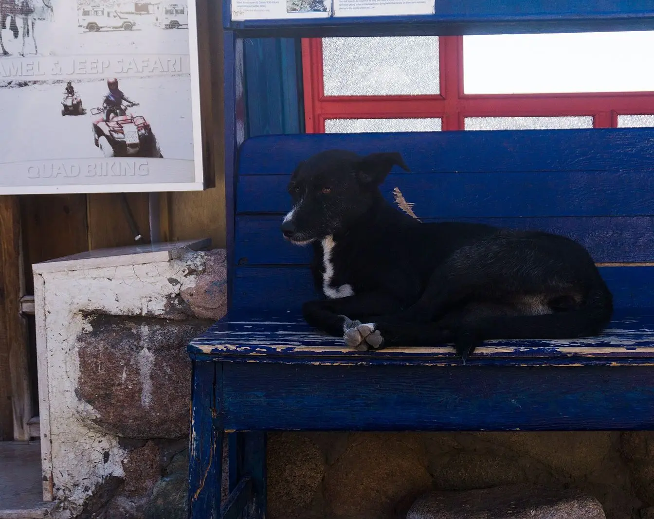 A free-roaming street dog photographed in Dahab, on Egypt's Sinai coast — an illustrative image, not taken in Hurghada