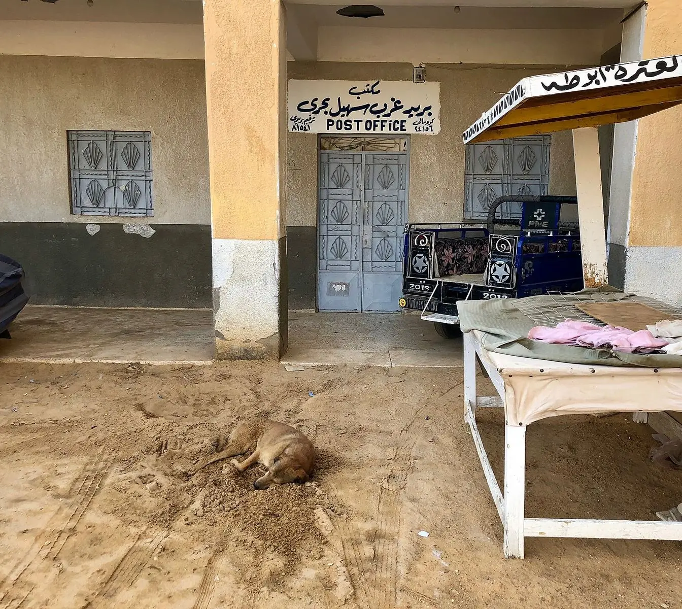 A stray dog photographed in Nagaa Suhayl Gharb, Aswan governorate. The photo is illustrative and does not show Hurghada's planned shelter.