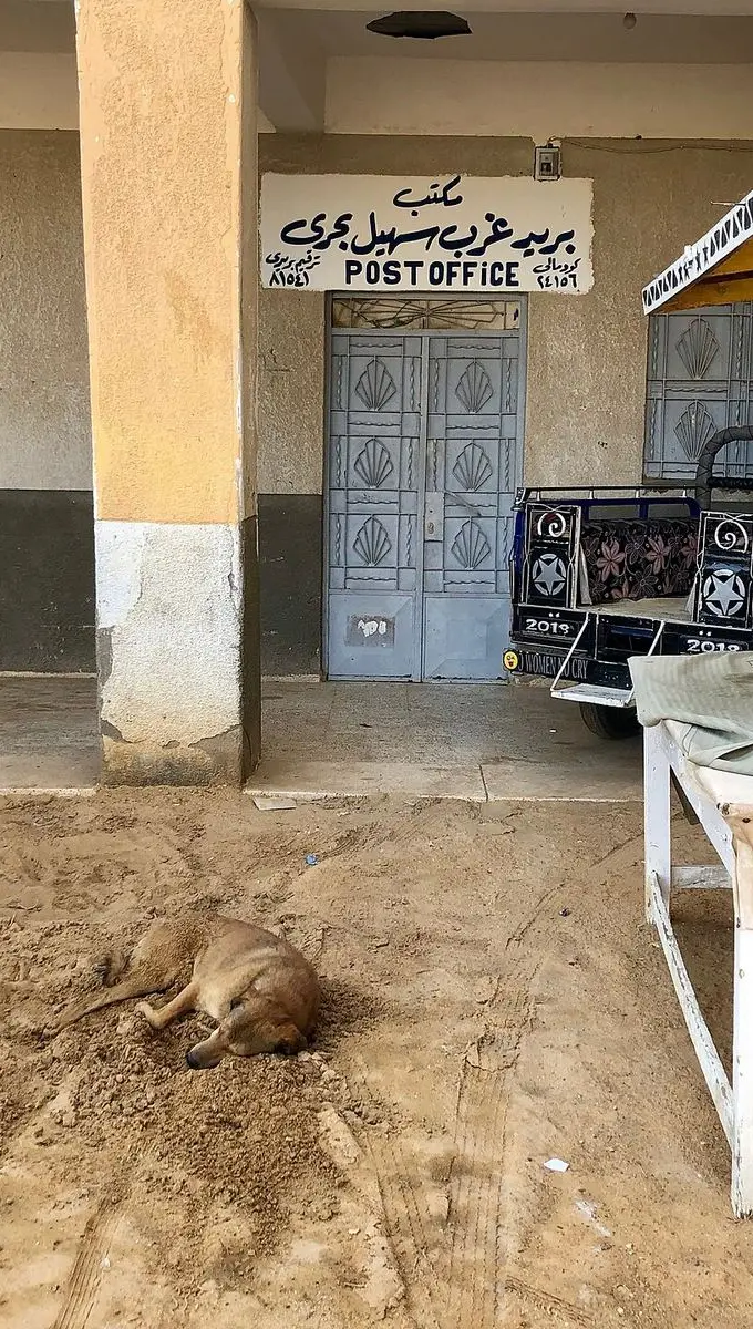 A stray dog photographed in Nagaa Suhayl Gharb, Aswan governorate. The photo is illustrative and does not show Hurghada's planned shelter.