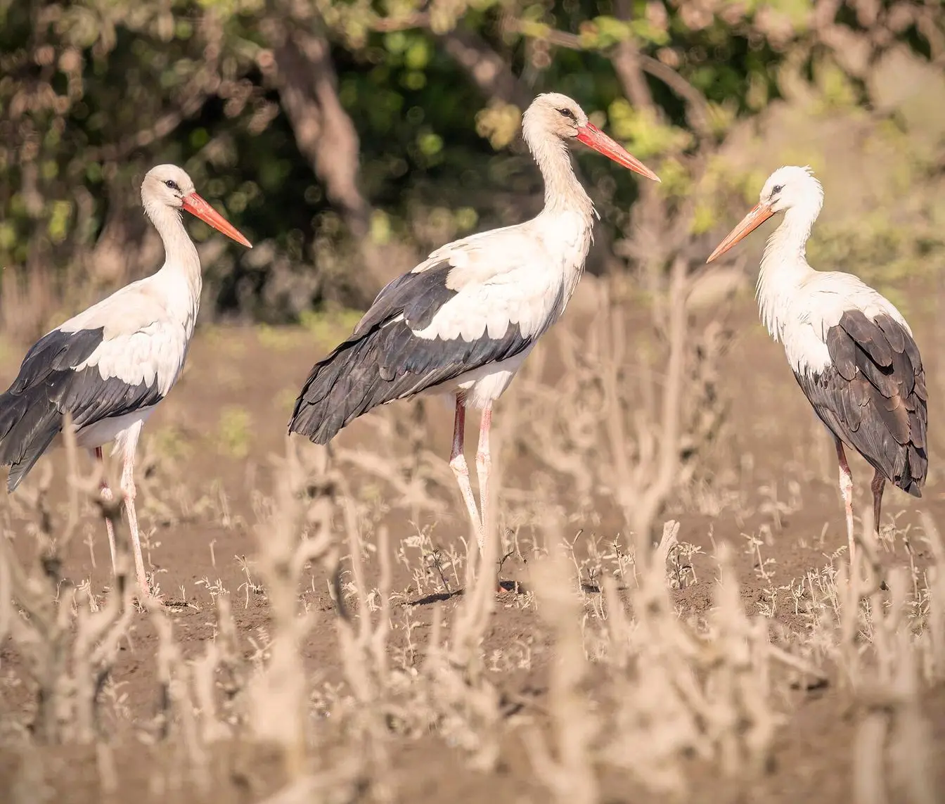 A white stork (Ciconia ciconia). Six of the nine migratory birds rescued by Red Sea reserves this autumn were white storks; this photograph does not show the rescued birds.