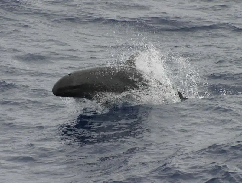 A false killer whale (Pseudorca crassidens) swimming at the surface in open water — a file photograph of the species, not the pod recorded off Hurghada.