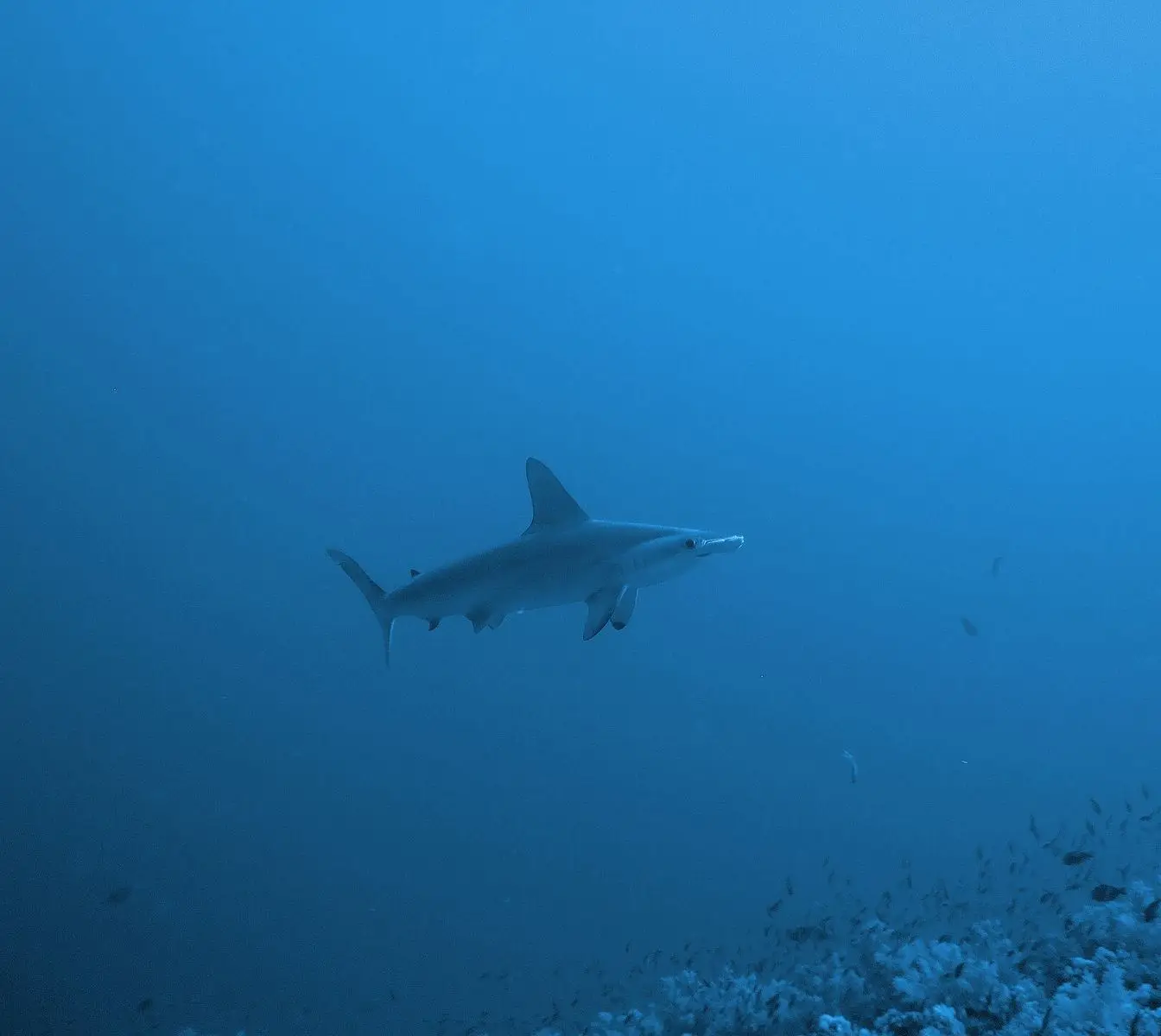 A hammerhead shark over the reef at Elphinstone, Red Sea