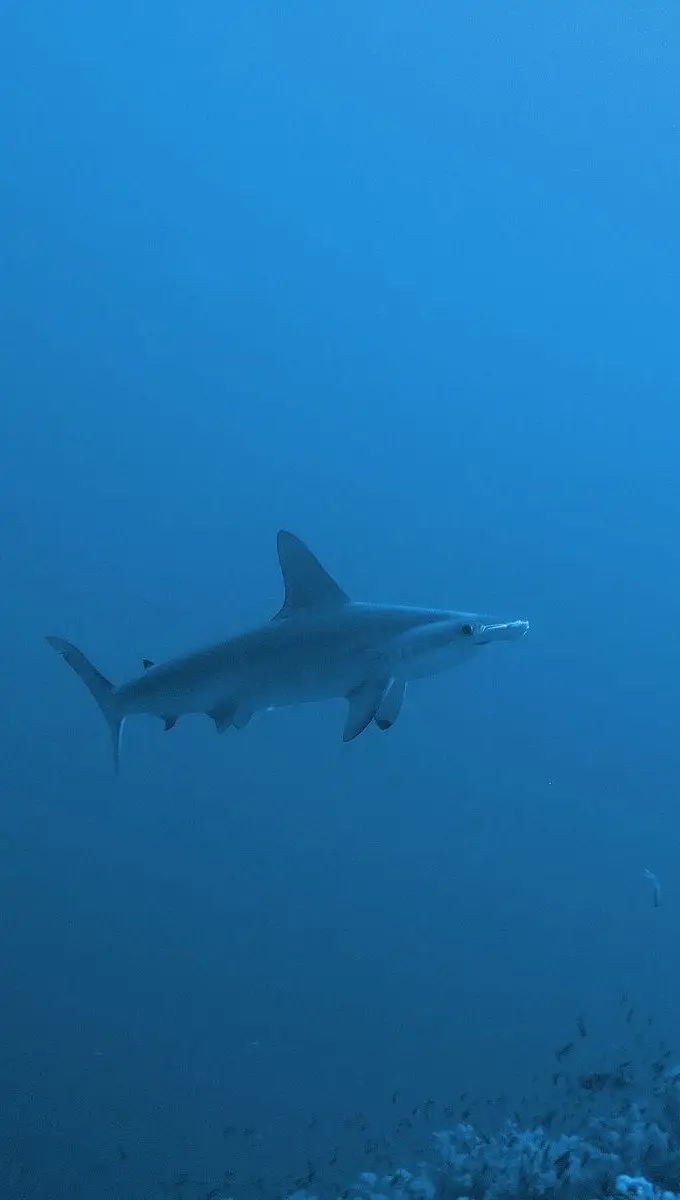 A hammerhead shark over the reef at Elphinstone, Red Sea
