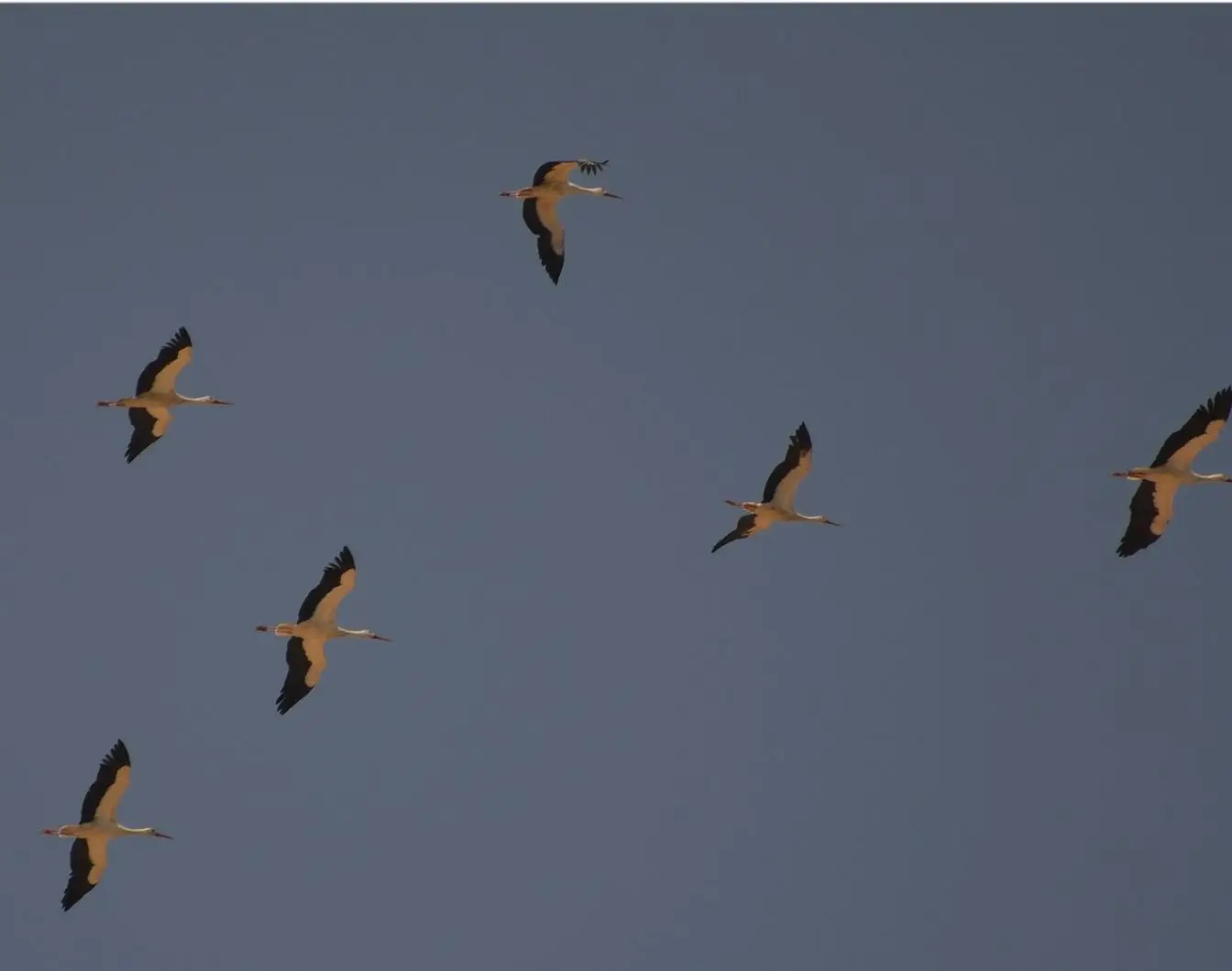 White storks photographed at Ain Sokhna on Egypt's Red Sea coast. The species is among the migrants that cross the region in autumn.