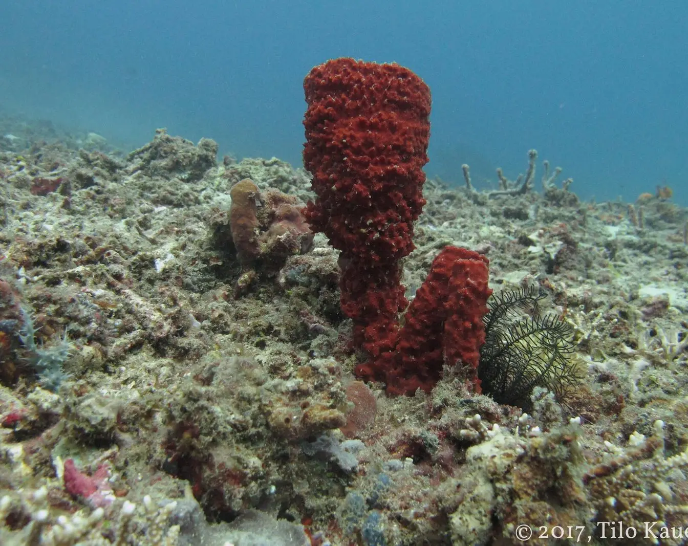 A coral reef in the Red Sea, the kind of habitat popular Hurghada snorkeling sites are known for