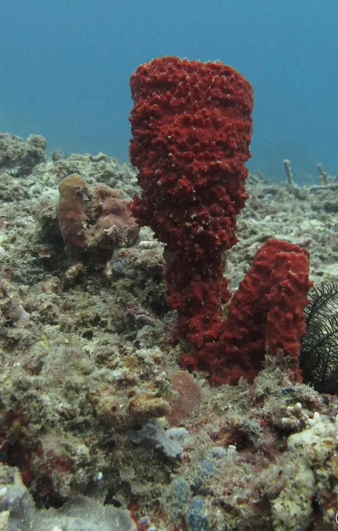 A coral reef in the Red Sea, the kind of habitat popular Hurghada snorkeling sites are known for