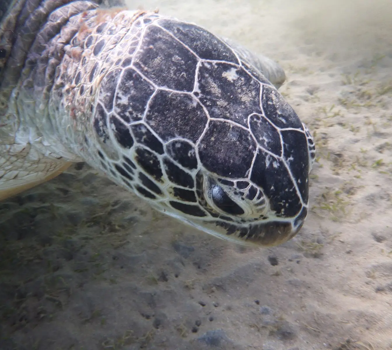 A sea turtle photographed underwater at Marsa Murena, a bay on the Marsa Alam coast. The photo is not of Abu Dabbab Bay itself.