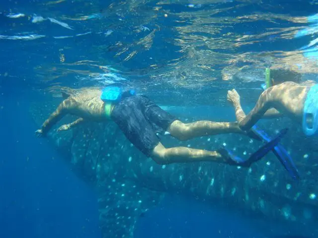 A snorkeller swimming beside a whale shark near the surface; file photo of the species, not taken in the Red Sea
