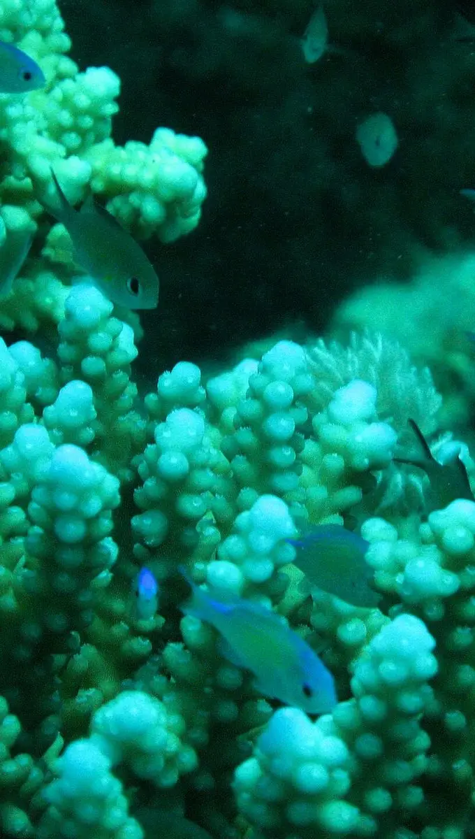 Coral reef near Marsa Alam