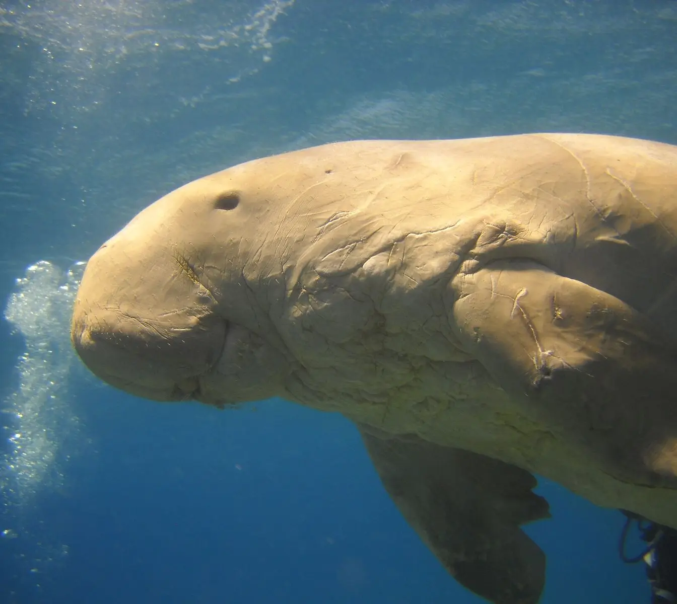 A dugong grazing on seagrass in the shallow waters off Marsa Alam, Egypt