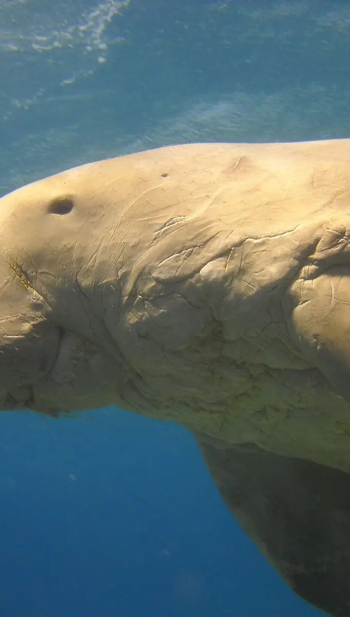 A dugong grazing on seagrass in the shallow waters off Marsa Alam, Egypt