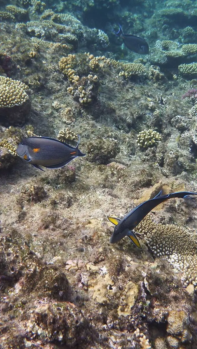 Colorful Red Sea coral reef with tropical fish in clear shallow water