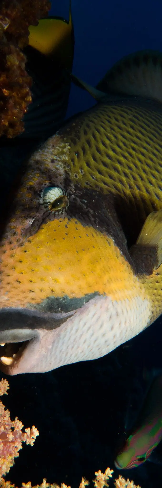 A titan triggerfish (Balistoides viridescens) swimming near coral in the Red Sea