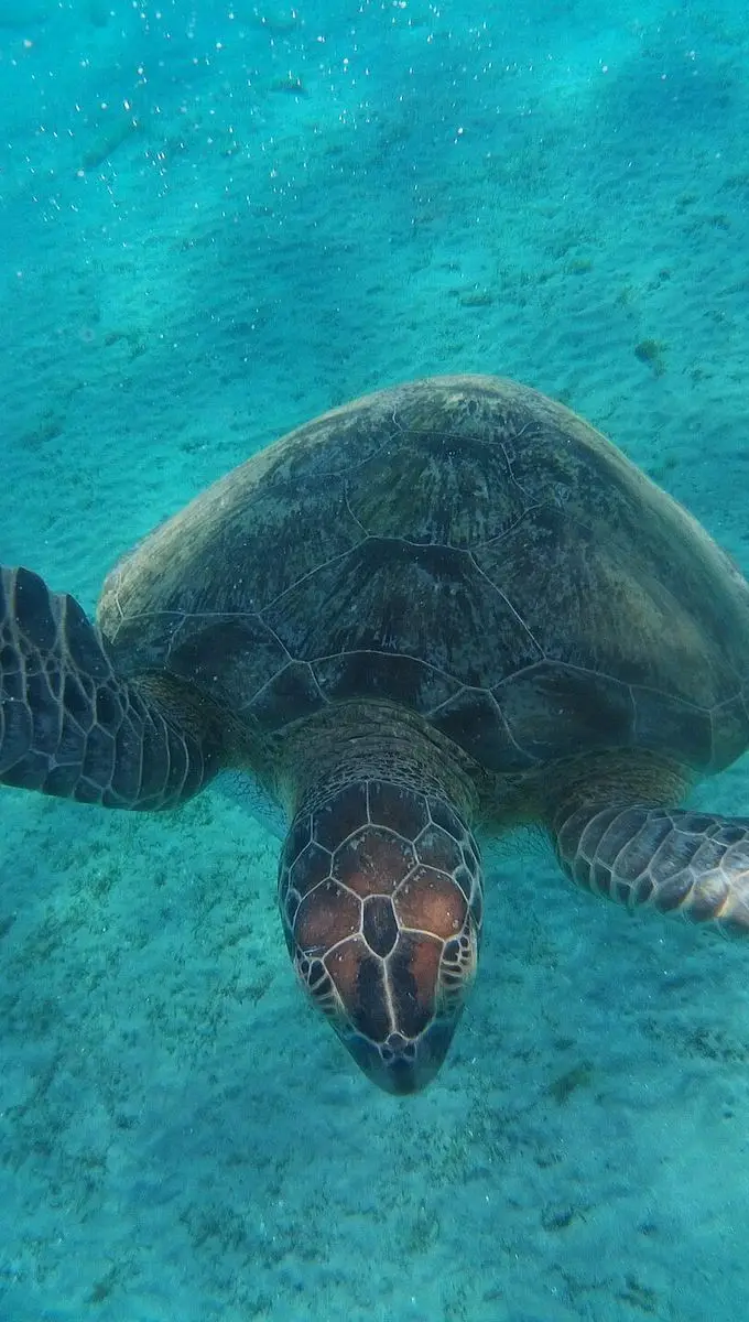 A sea turtle swimming underwater near the seabed at Abu Dabbab bay in Marsa Alam, Egypt