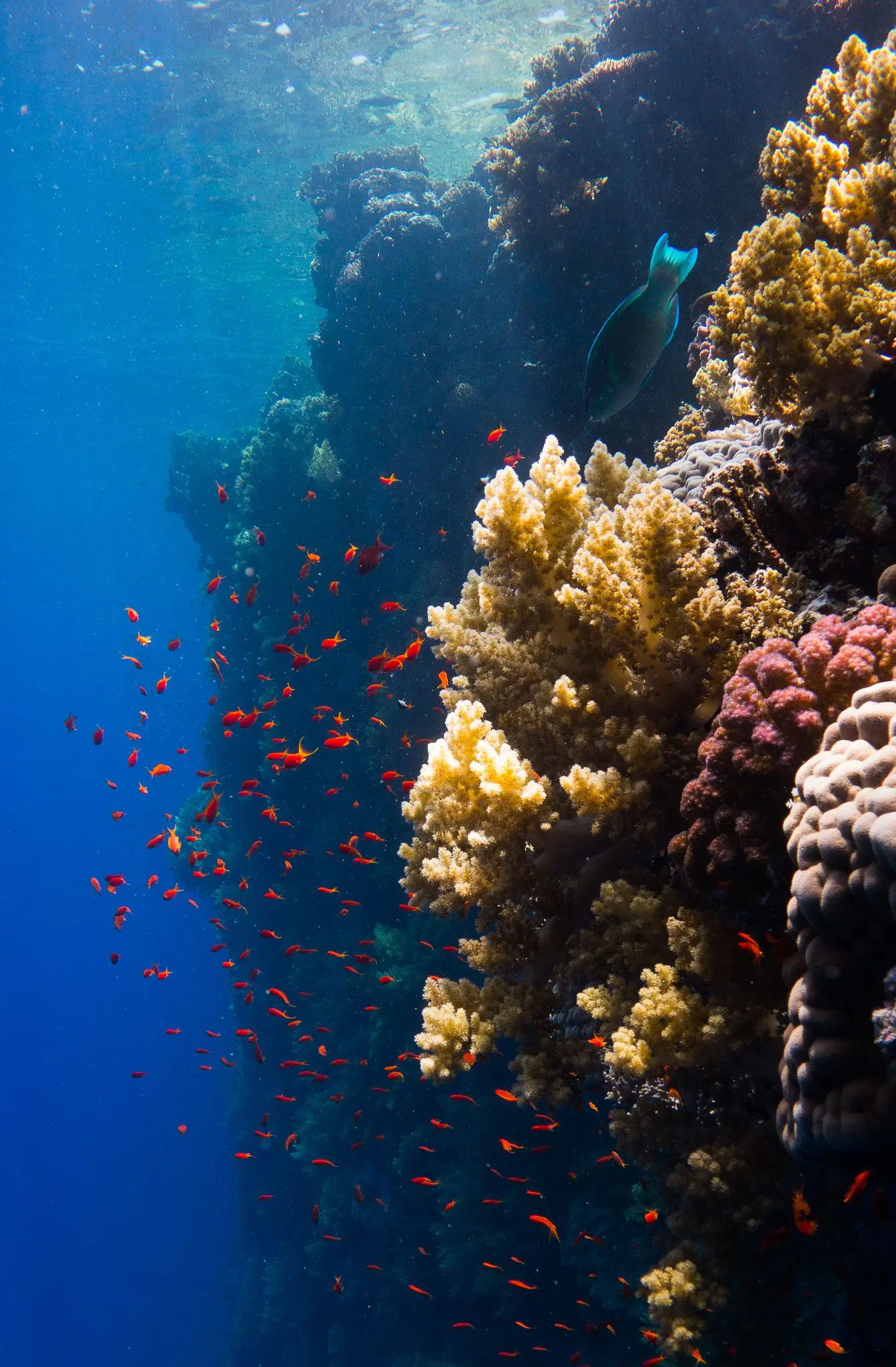 Colorful hard and soft corals growing on a Red Sea reef