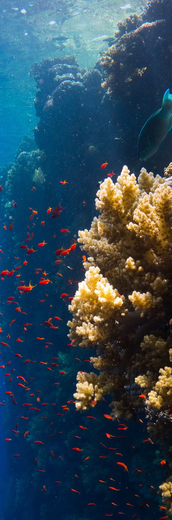 Colorful hard and soft corals growing on a Red Sea reef
