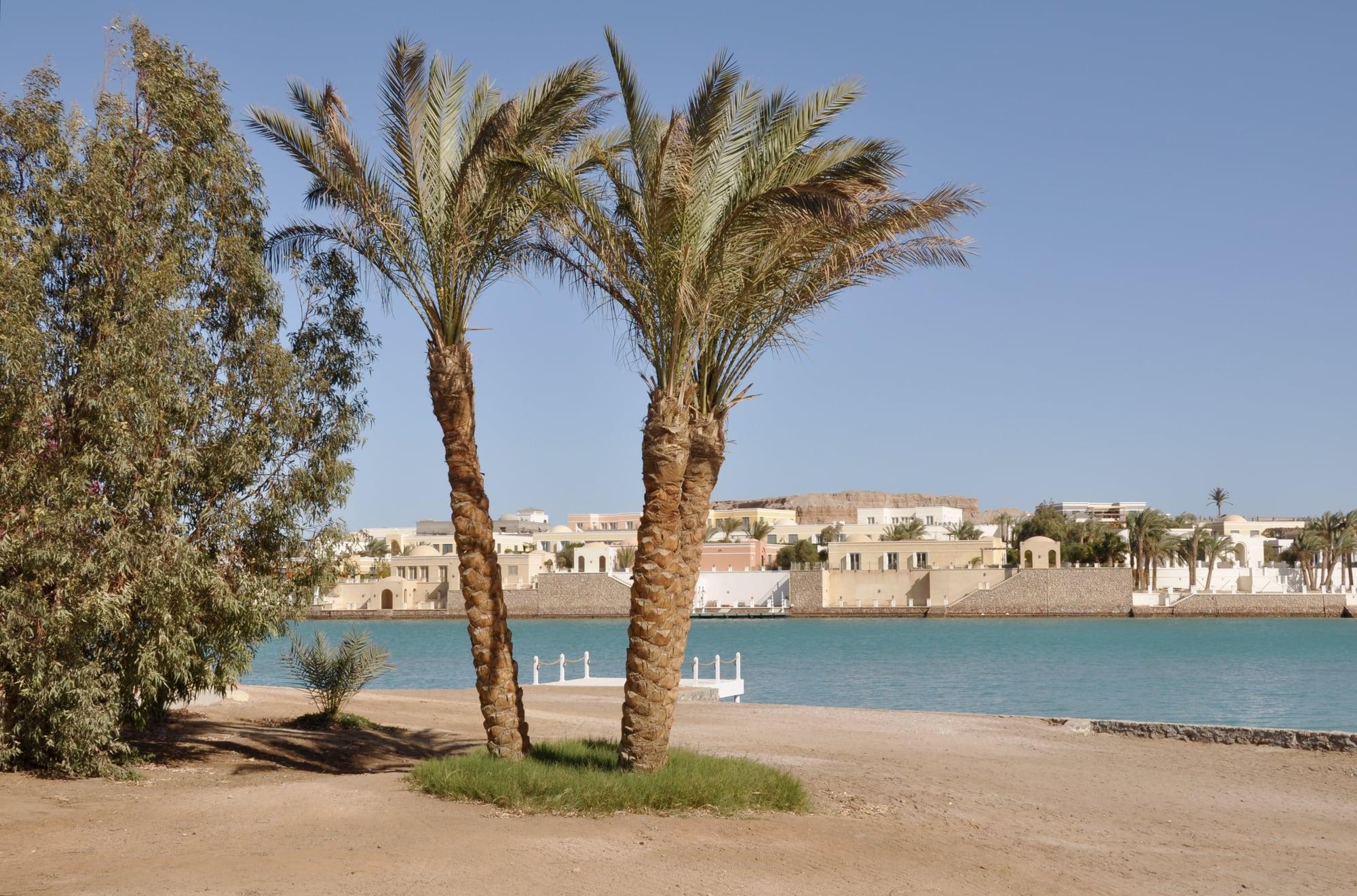 Dattelpalmen am sandigen Ufer einer Lagune von El Gouna, pastellfarbene Villen und ein Steg jenseits des türkisen Wassers