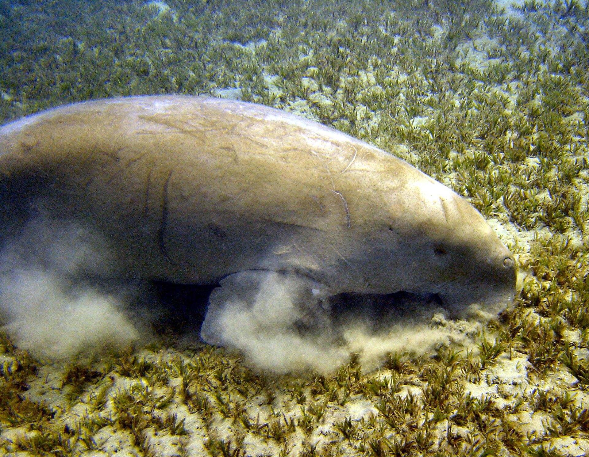 A dugong grazing in the seagrass meadow at Marsa Abu Dabbab