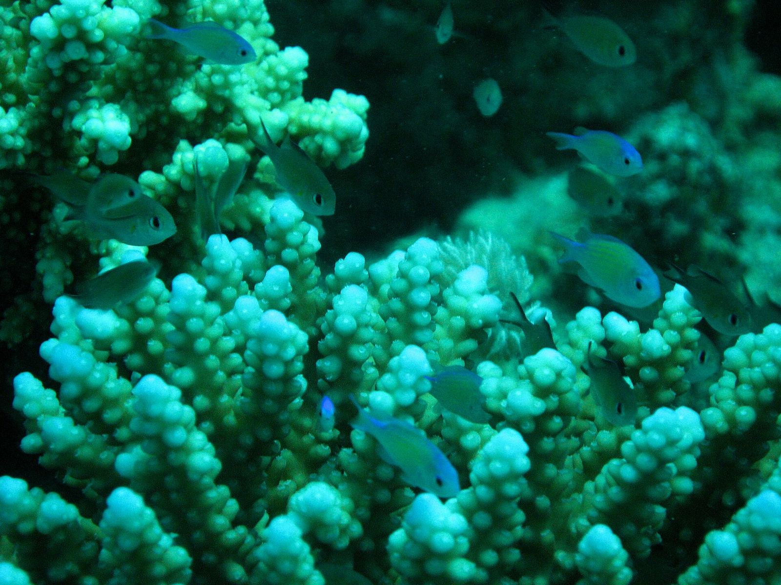 Coral reef near Marsa Alam