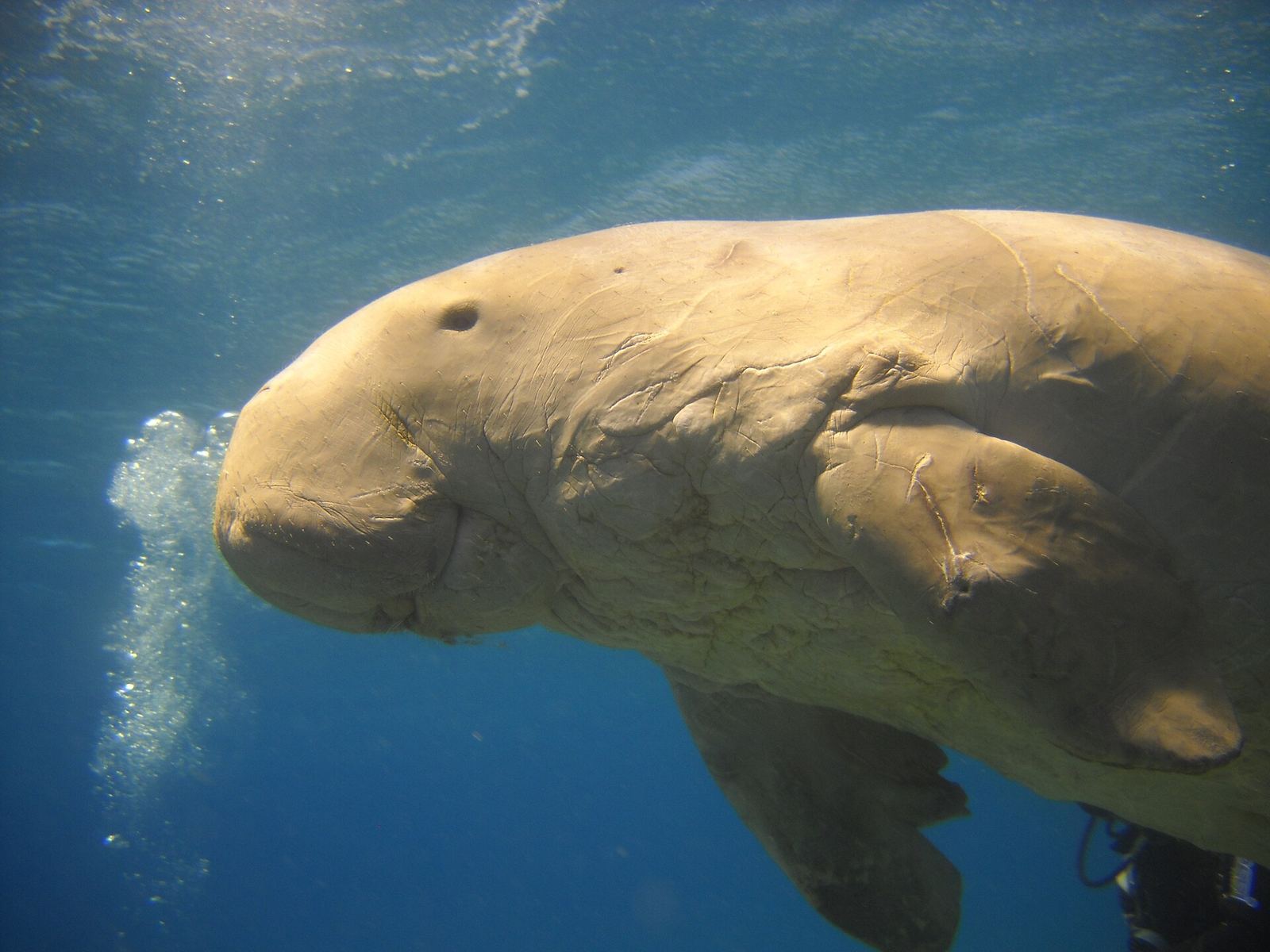 A dugong grazing on seagrass in the shallow waters off Marsa Alam, Egypt