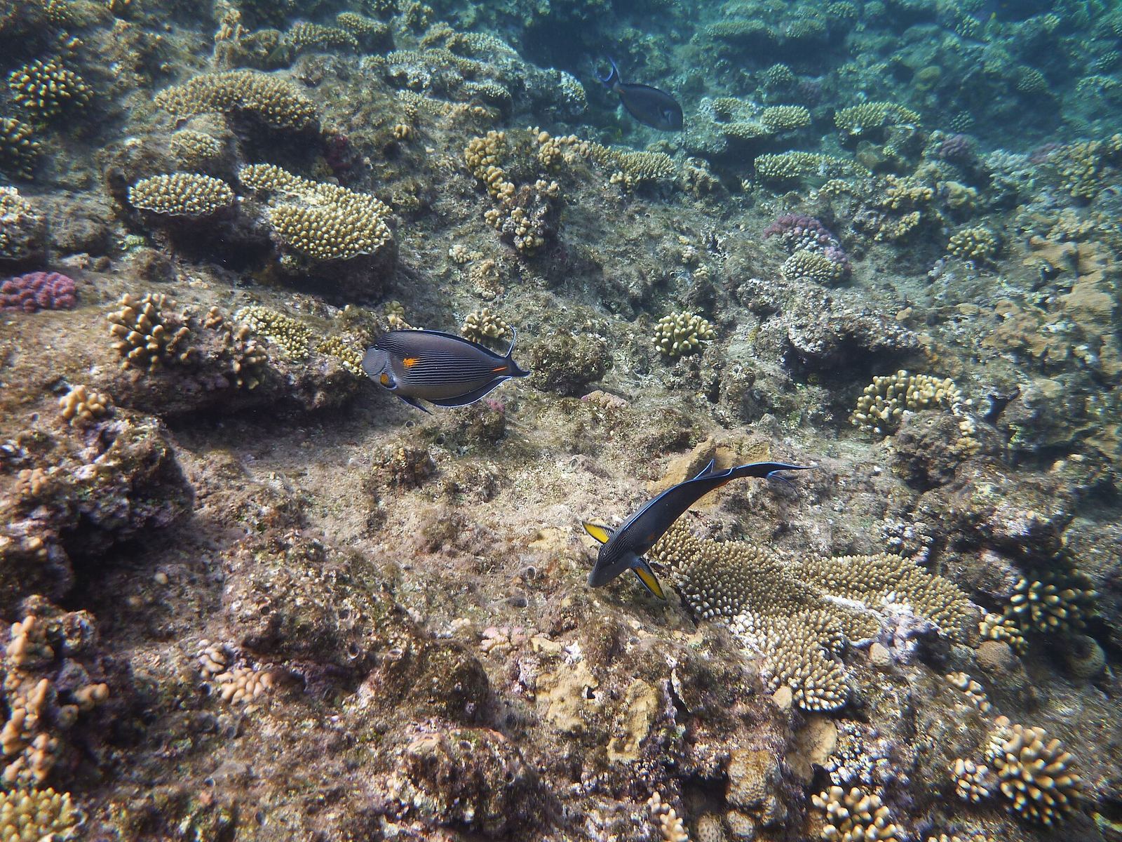 Colorful Red Sea coral reef with tropical fish in clear shallow water