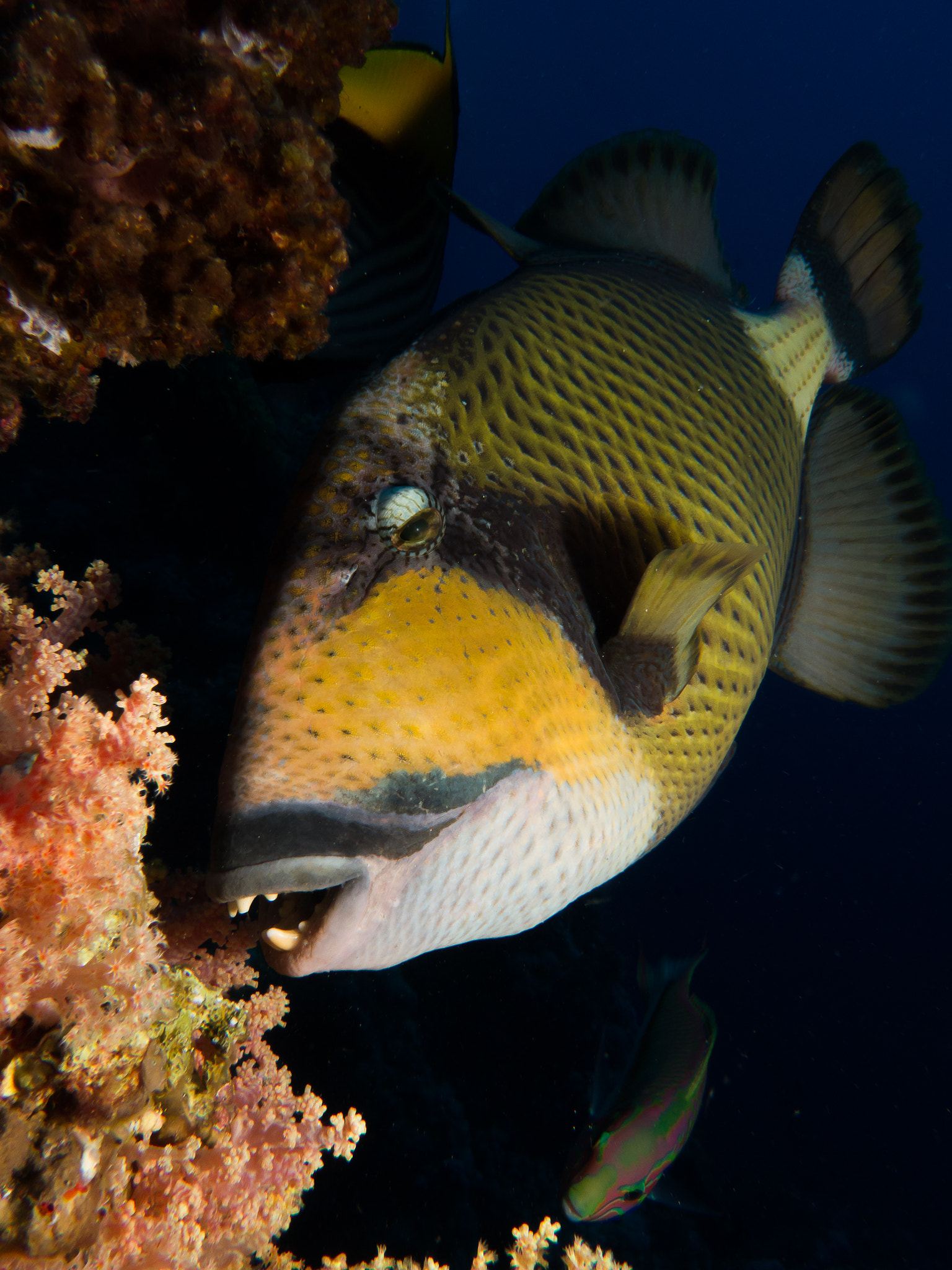 A titan triggerfish (Balistoides viridescens) swimming near coral in the Red Sea