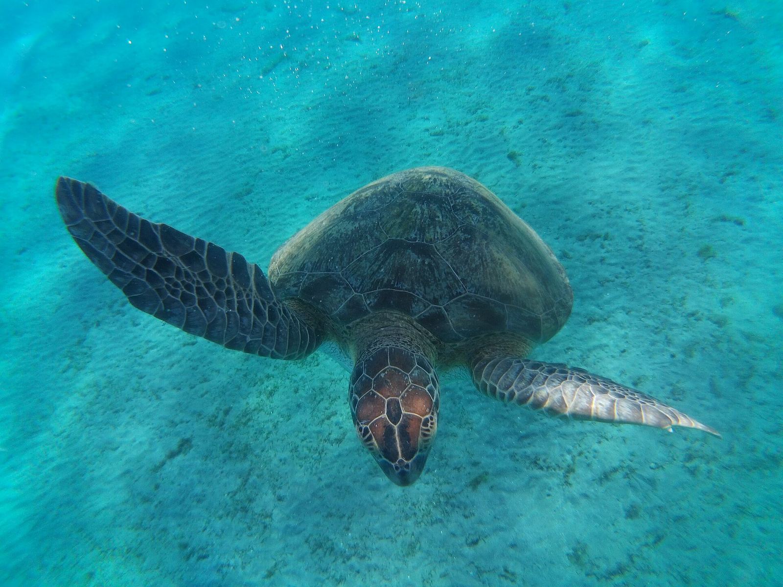 A sea turtle swimming underwater near the seabed at Abu Dabbab bay in Marsa Alam, Egypt