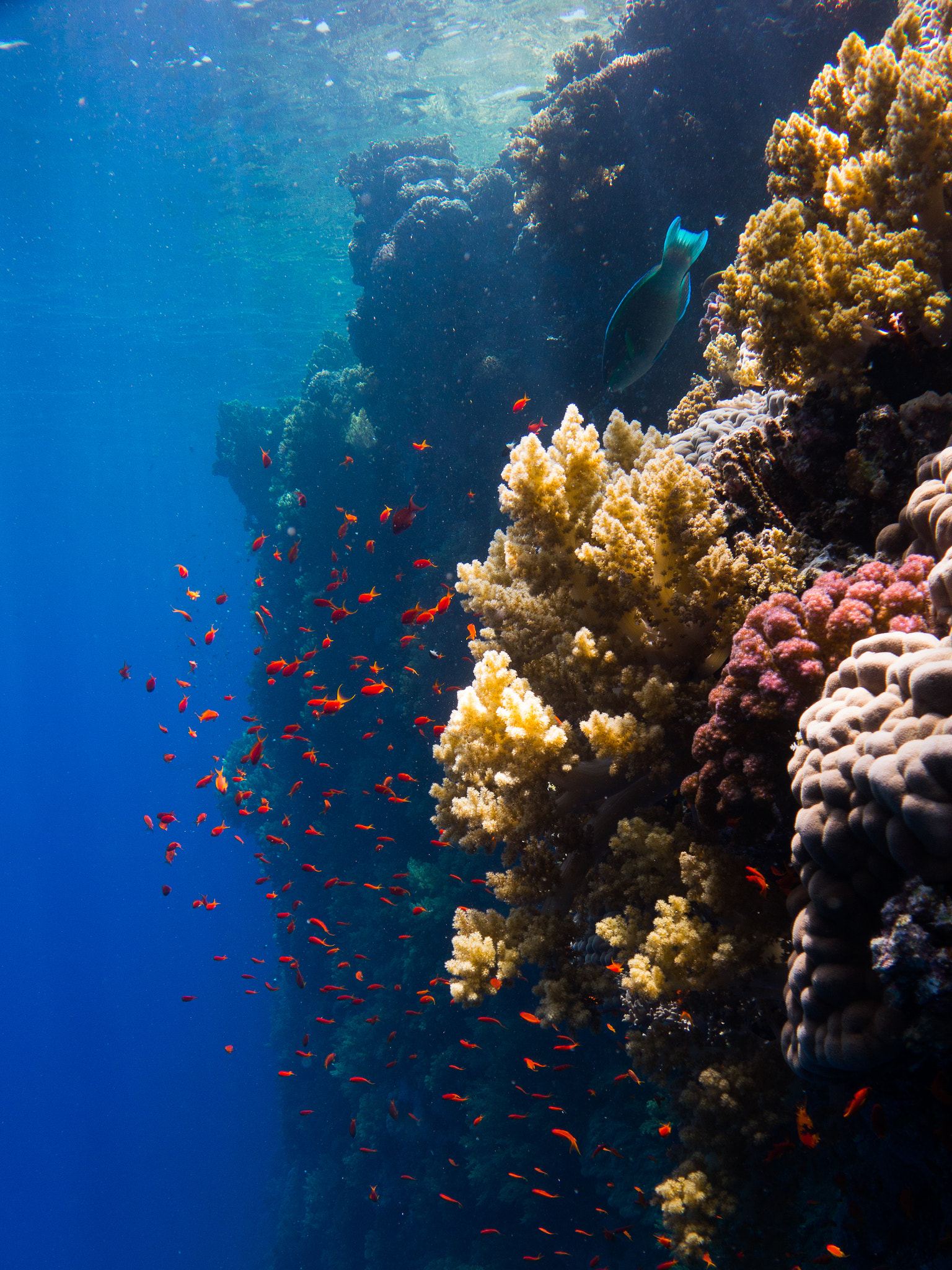 Colorful hard and soft corals growing on a Red Sea reef